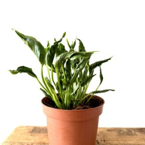 Epipremnum Shangri La