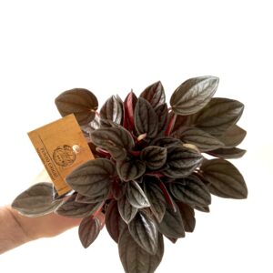 Peperomia Caperata Santorini