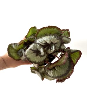 Begonia Princess Hanover
