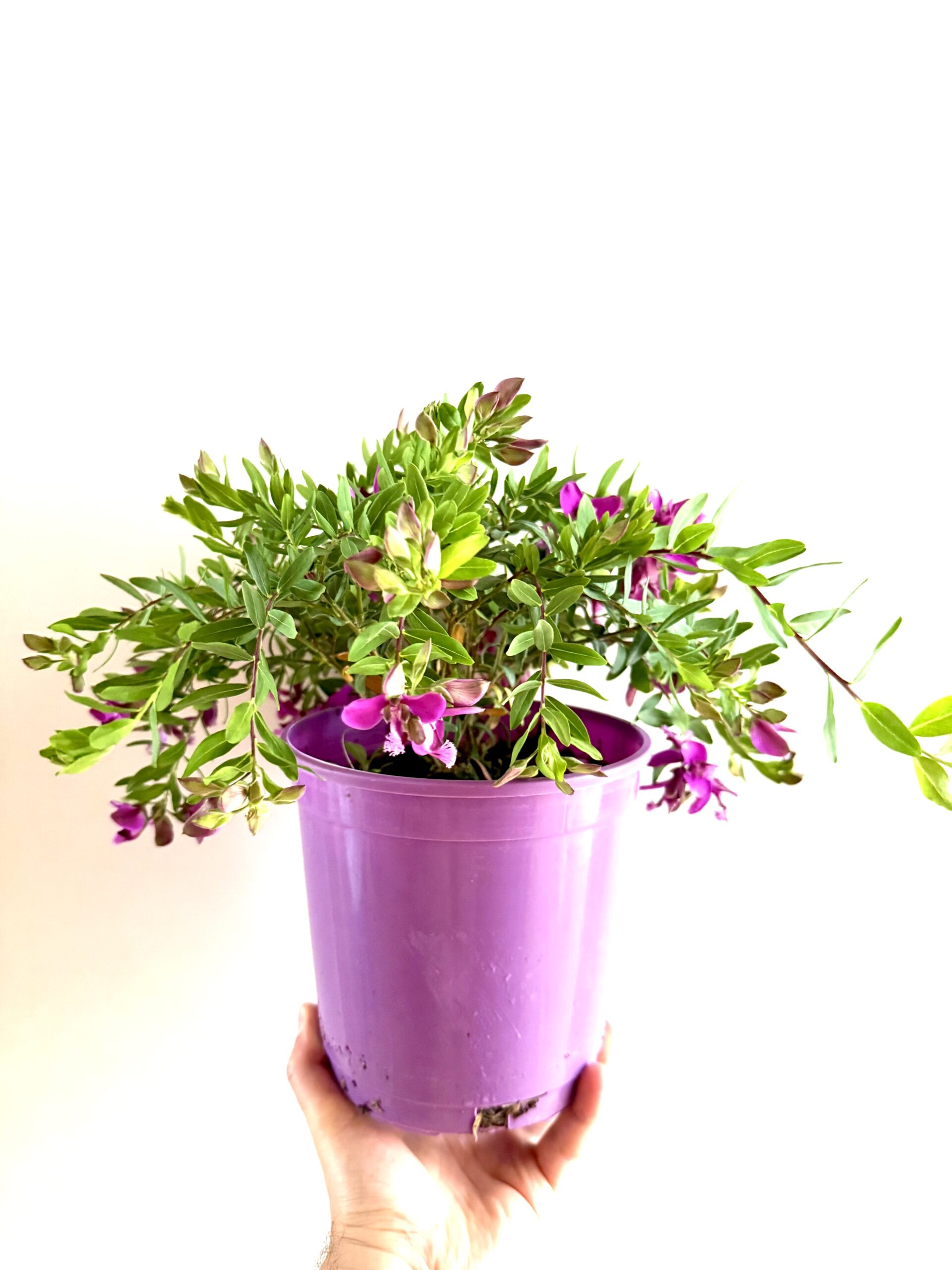 Polygala myrtifolia