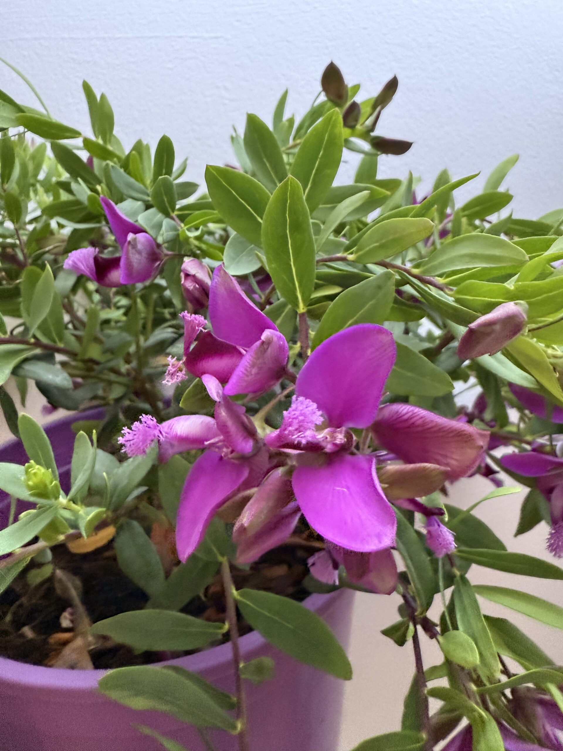 Polygala myrtifolia - Imagen 2