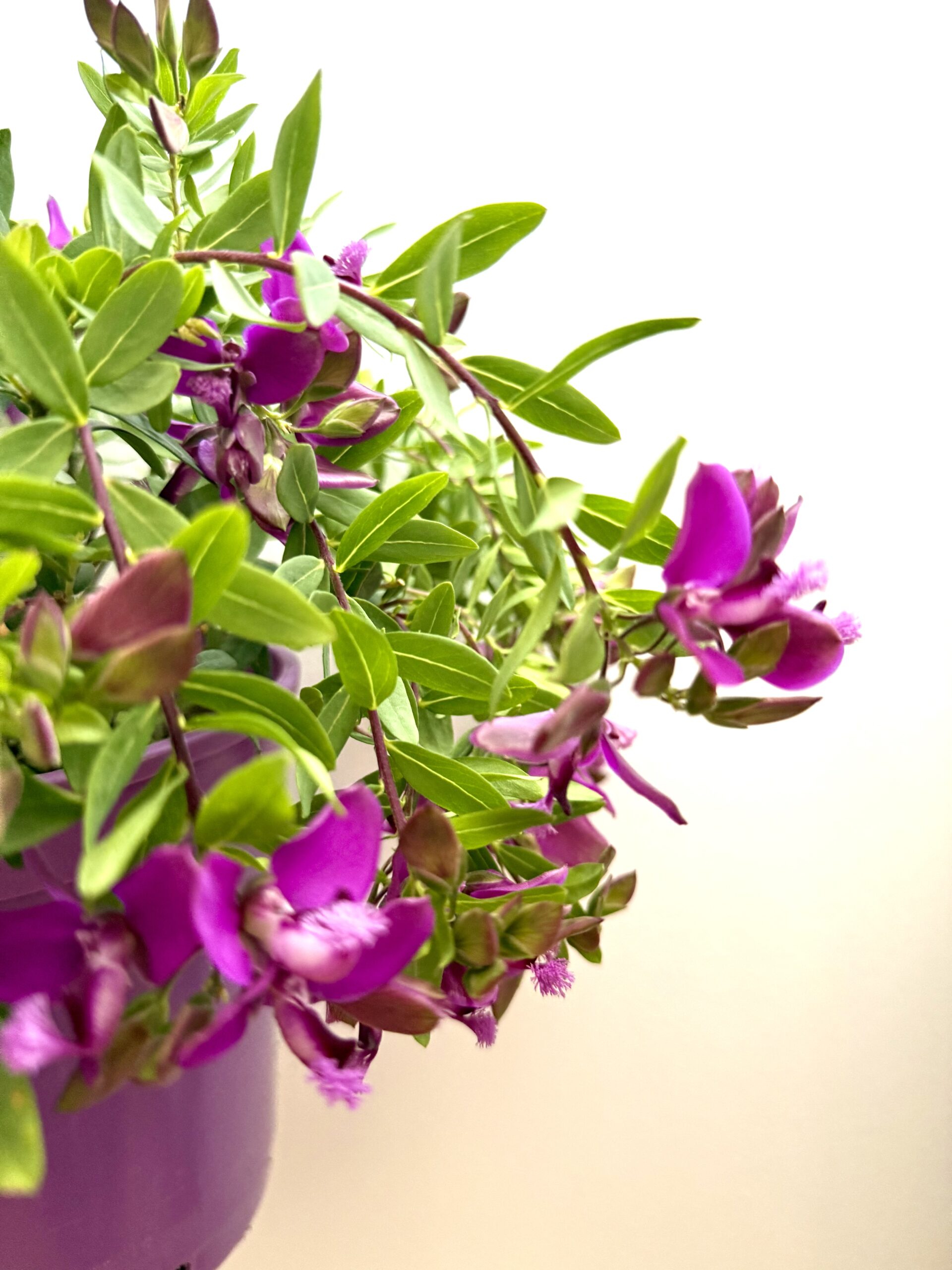 Polygala myrtifolia - Imagen 3