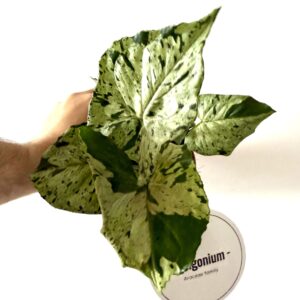 Syngonium green splash
