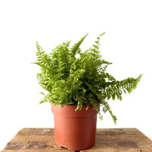 Nephrolepis exaltata 'Vitale'