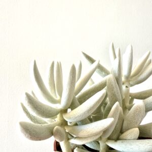 Senecio Mont Blanc