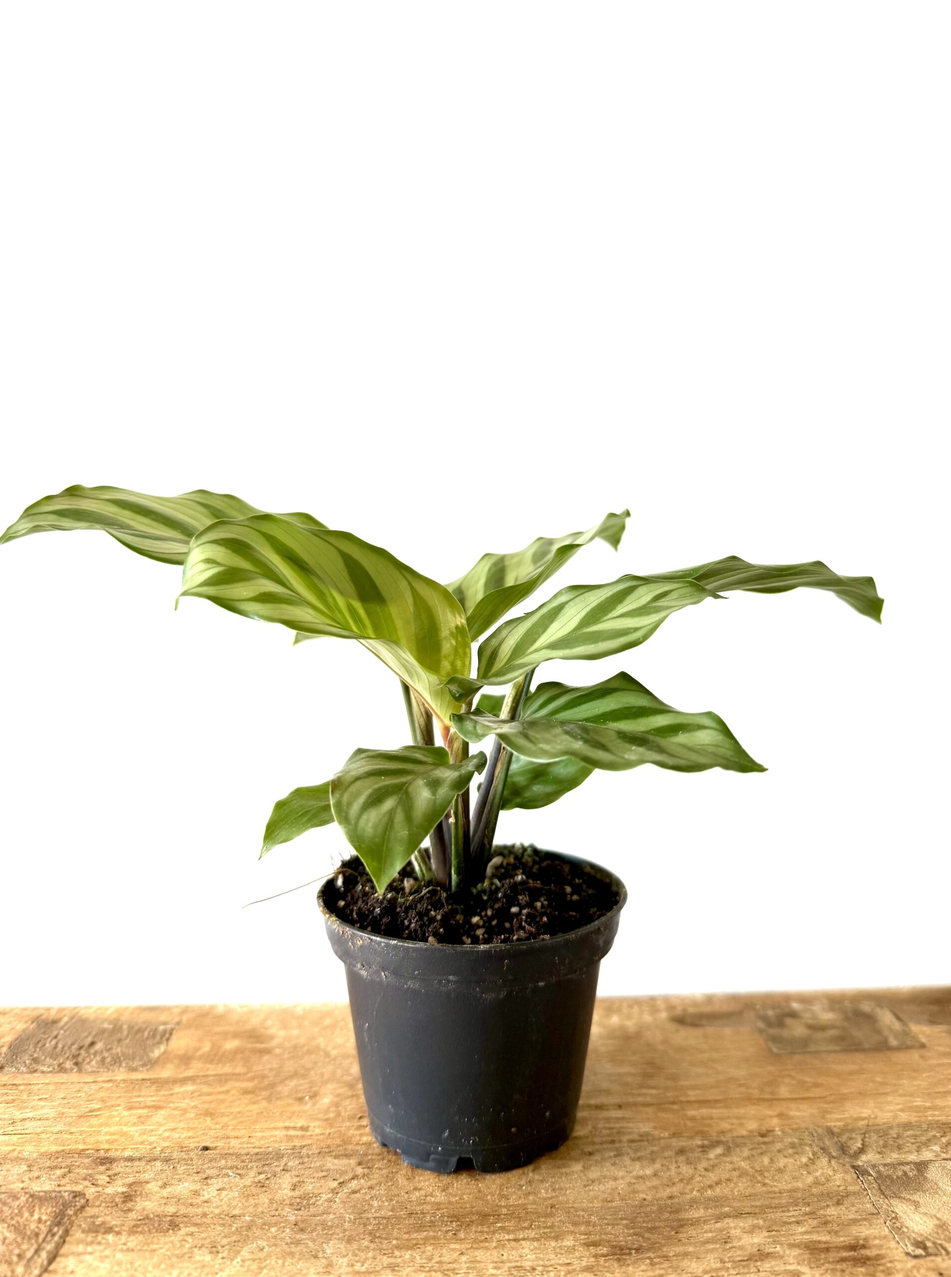 Calathea 'Princess Jessie' - Imagen 2