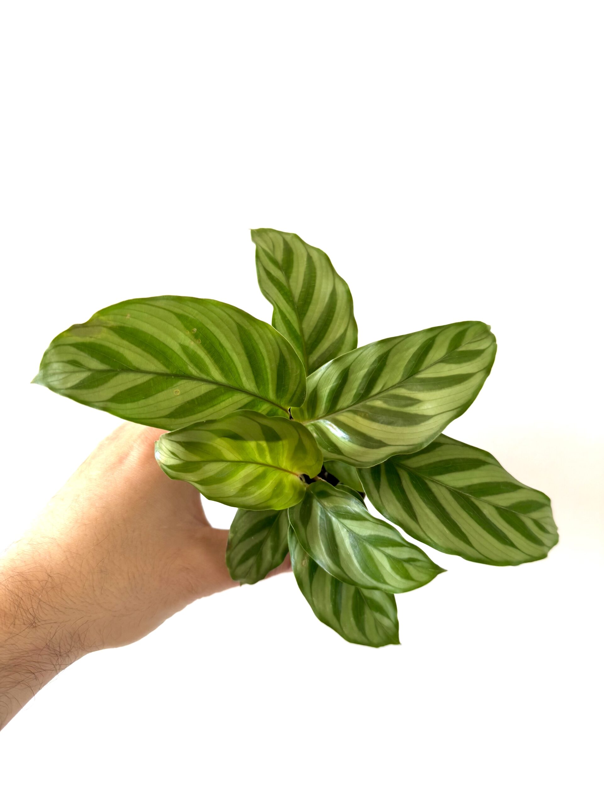 Calathea 'Princess Jessie'