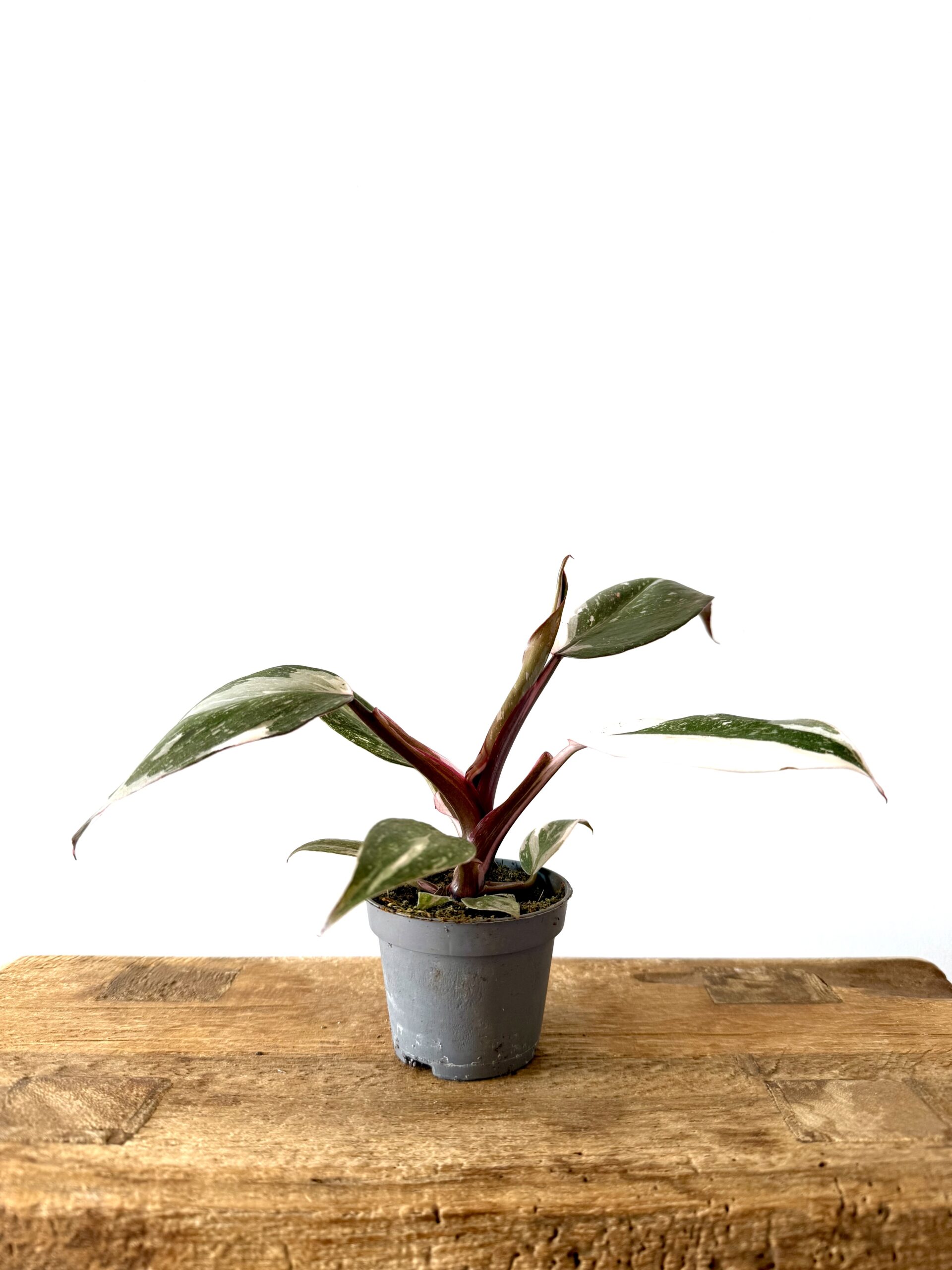 Philodendron 'Red Anderson' - Imagen 2