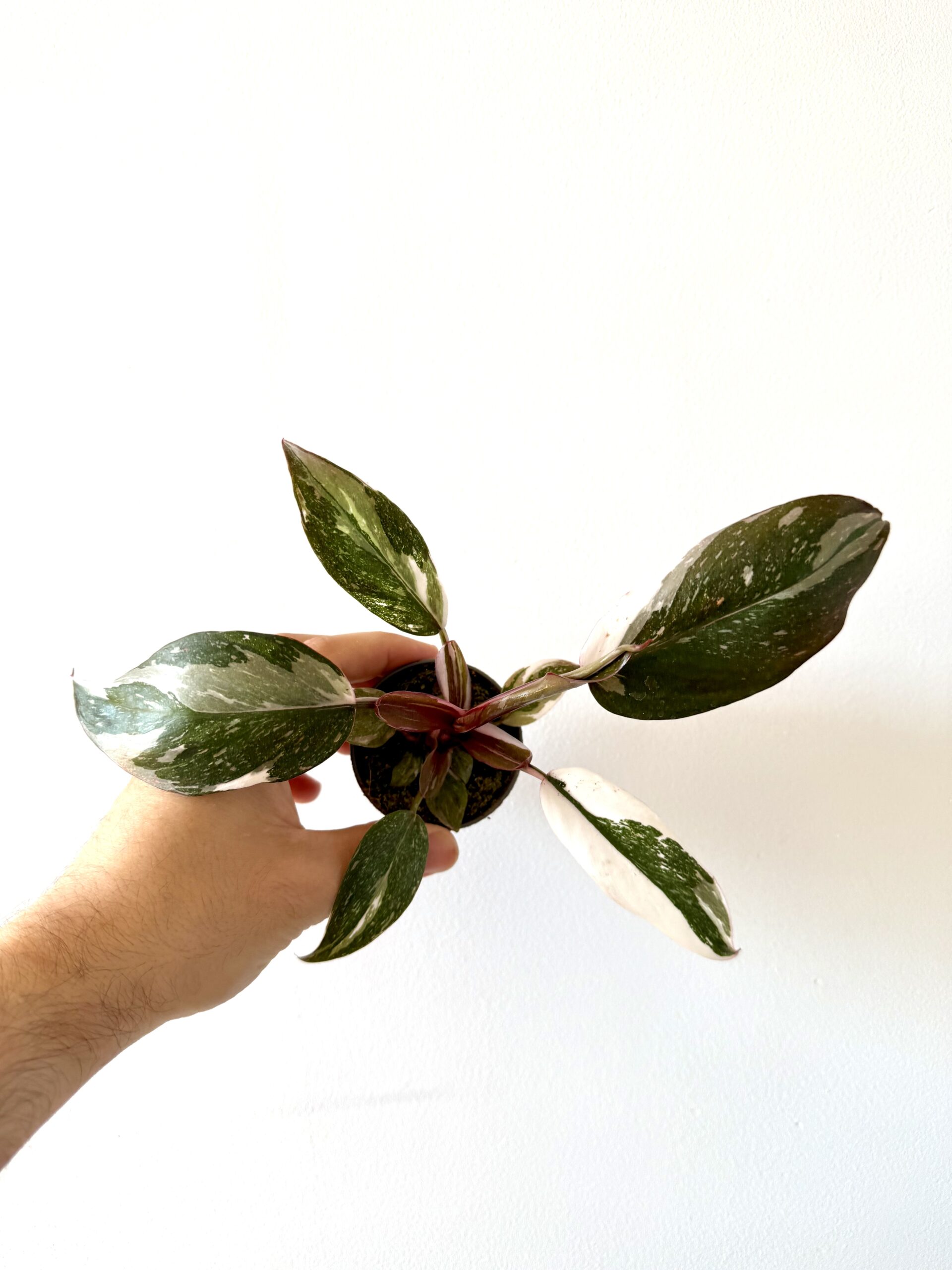Philodendron 'Red Anderson'