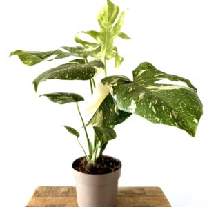 Monstera ‘Thai Constellation’
