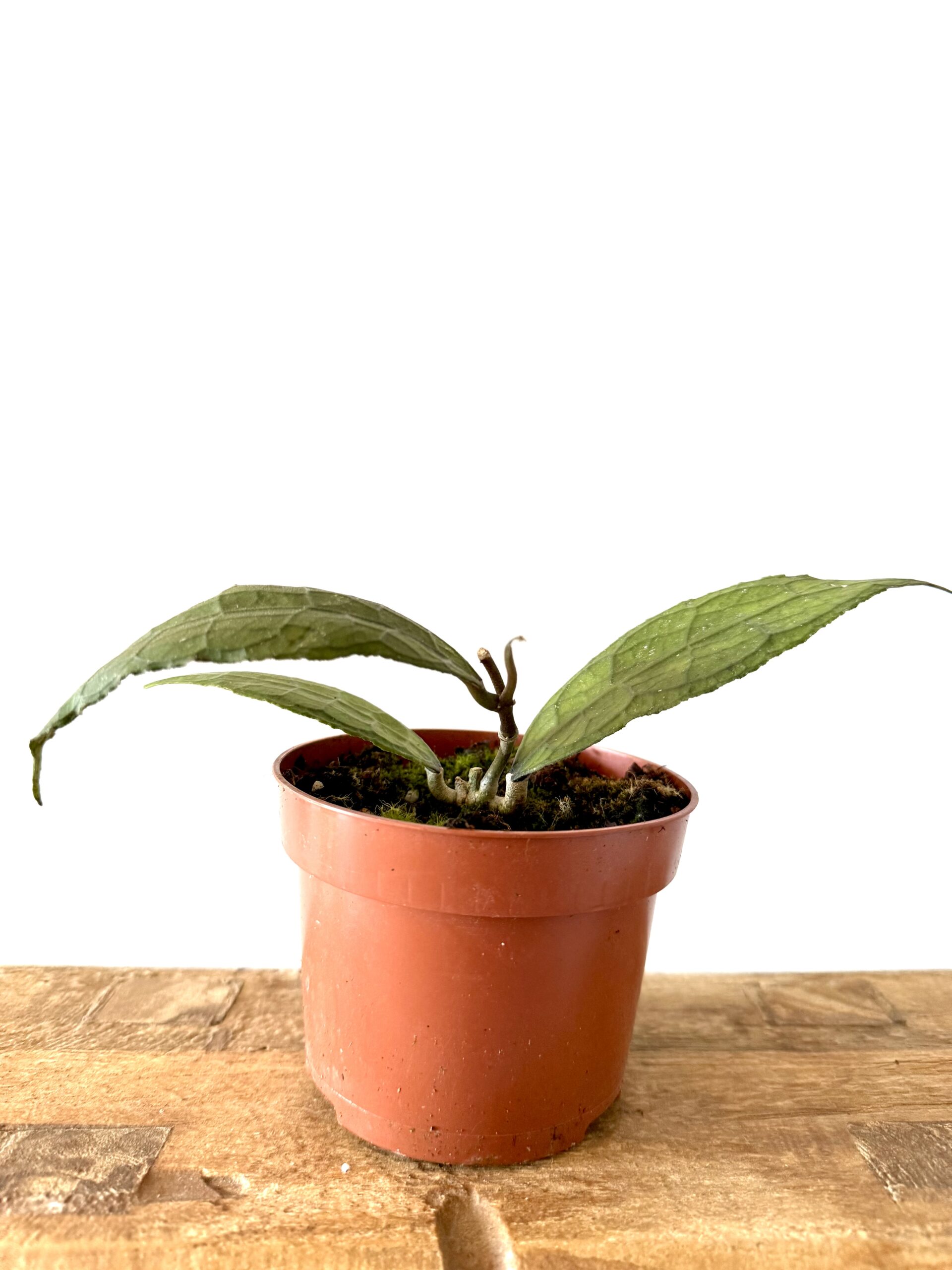 Hoya clemensorum 'Sumatra' - Imagen 2