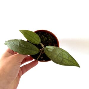 Hoya clemensorum 'Sumatra'