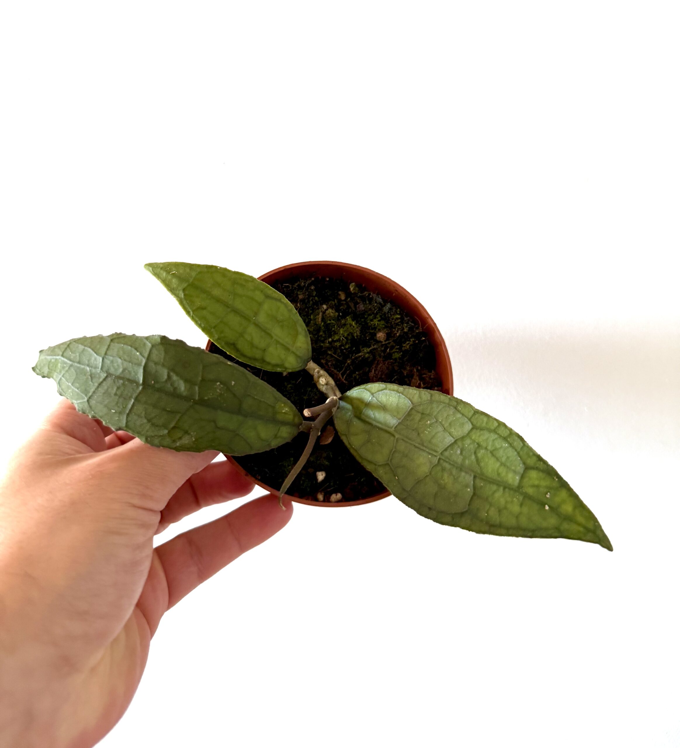 Hoya clemensorum 'Sumatra'