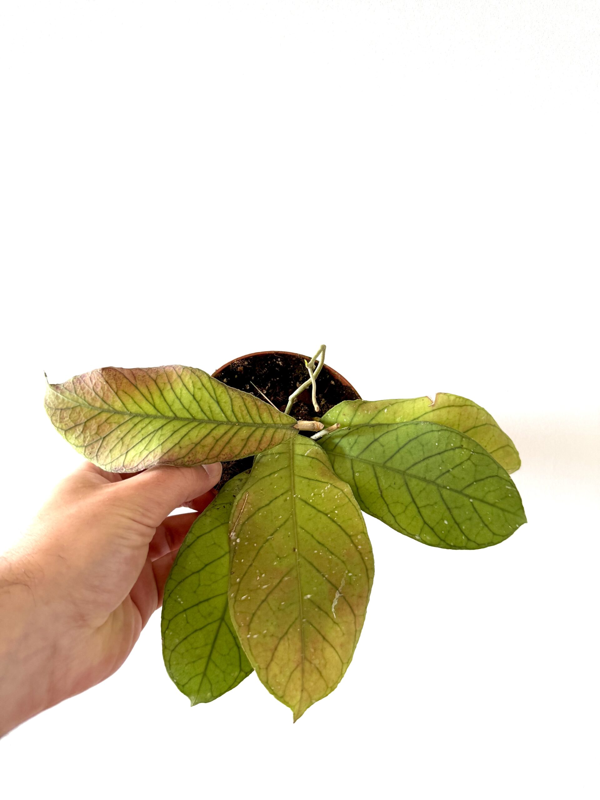 Hoya sp. Sabah