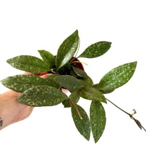 Hoya rundumensis ‘Splash’