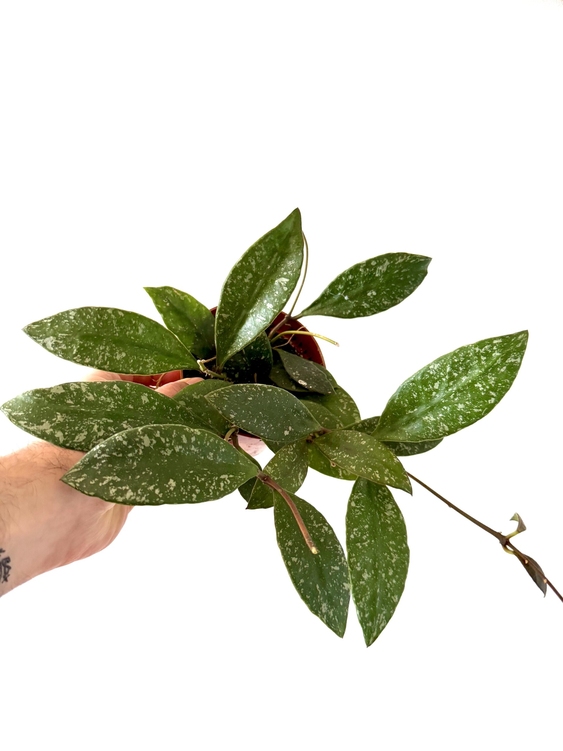 Hoya rundumensis ‘Splash’