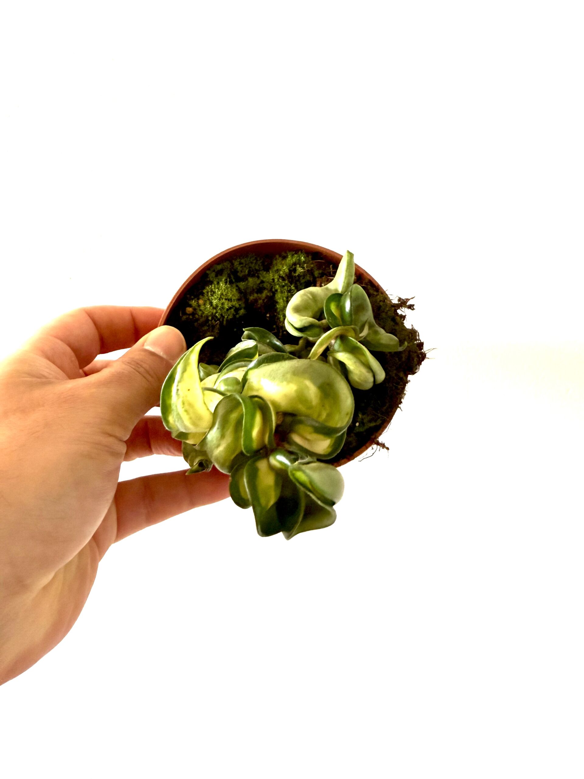 Hoya Compacta ‘Mauna Loa’ - Imagen 2