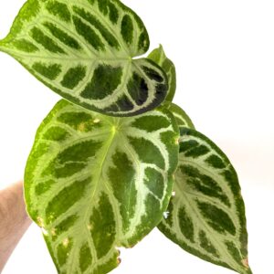 Anthurium Silver Bush