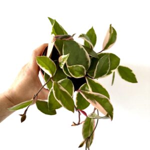 Hoya Carnosa Flamingo