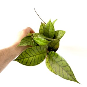 Hoya Callistophylla Kal-16