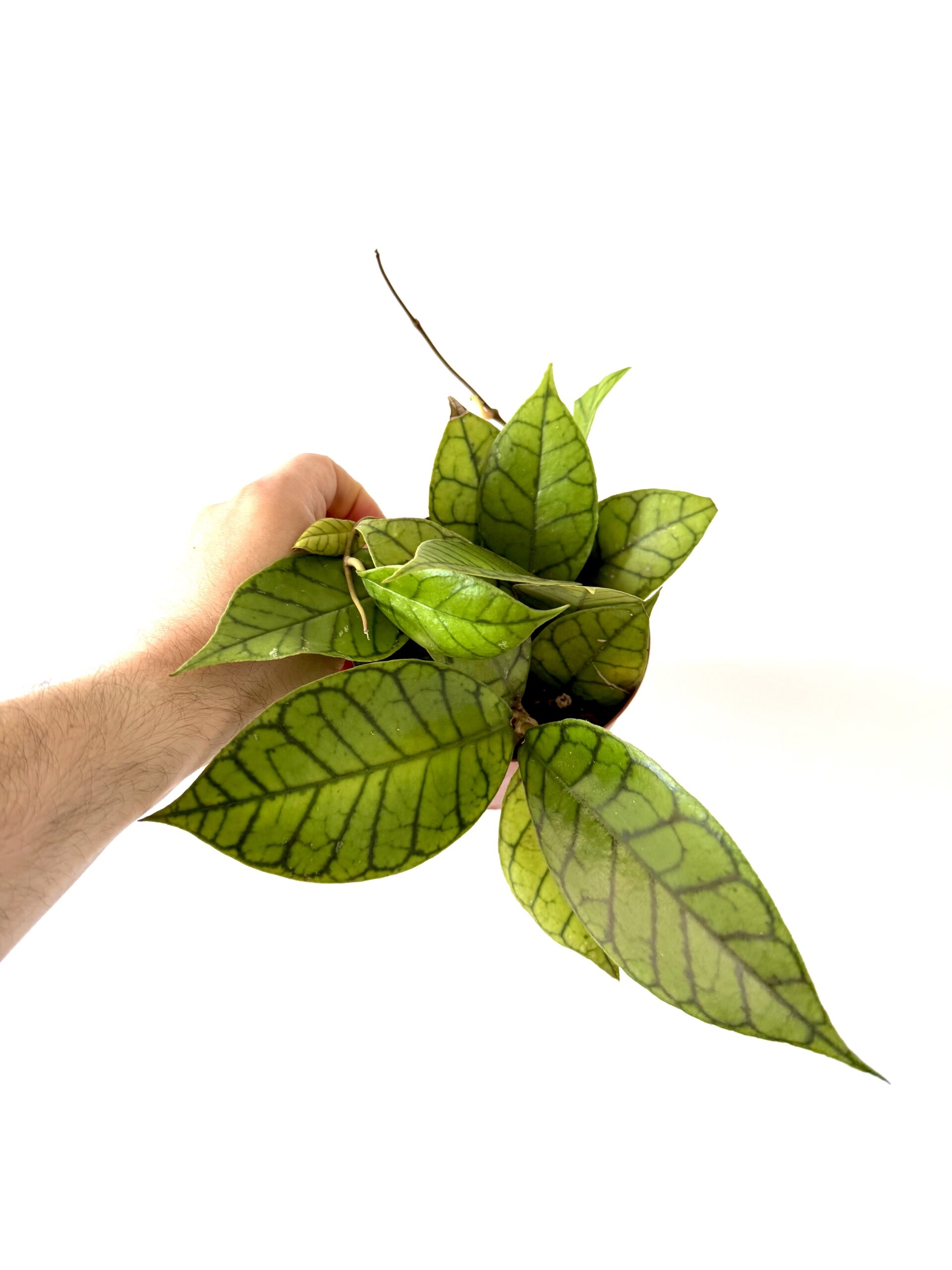 Hoya Callistophylla Kal-16
