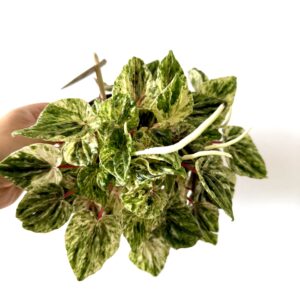 Peperomia Buenos Aires