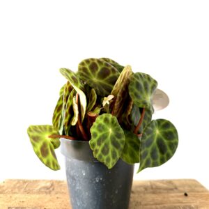 Begonia Kingiana