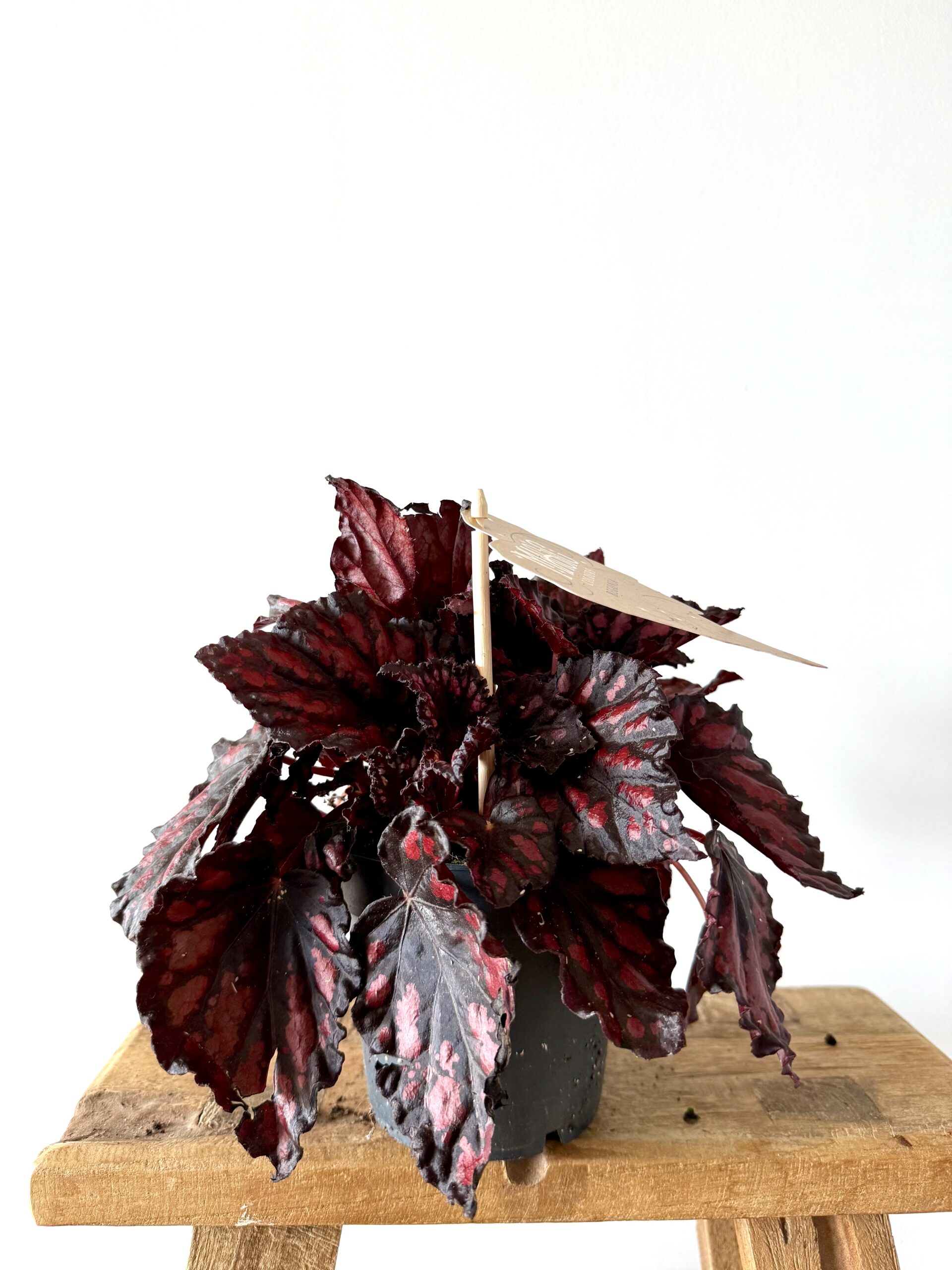 Begonia Etna - Imagen 2