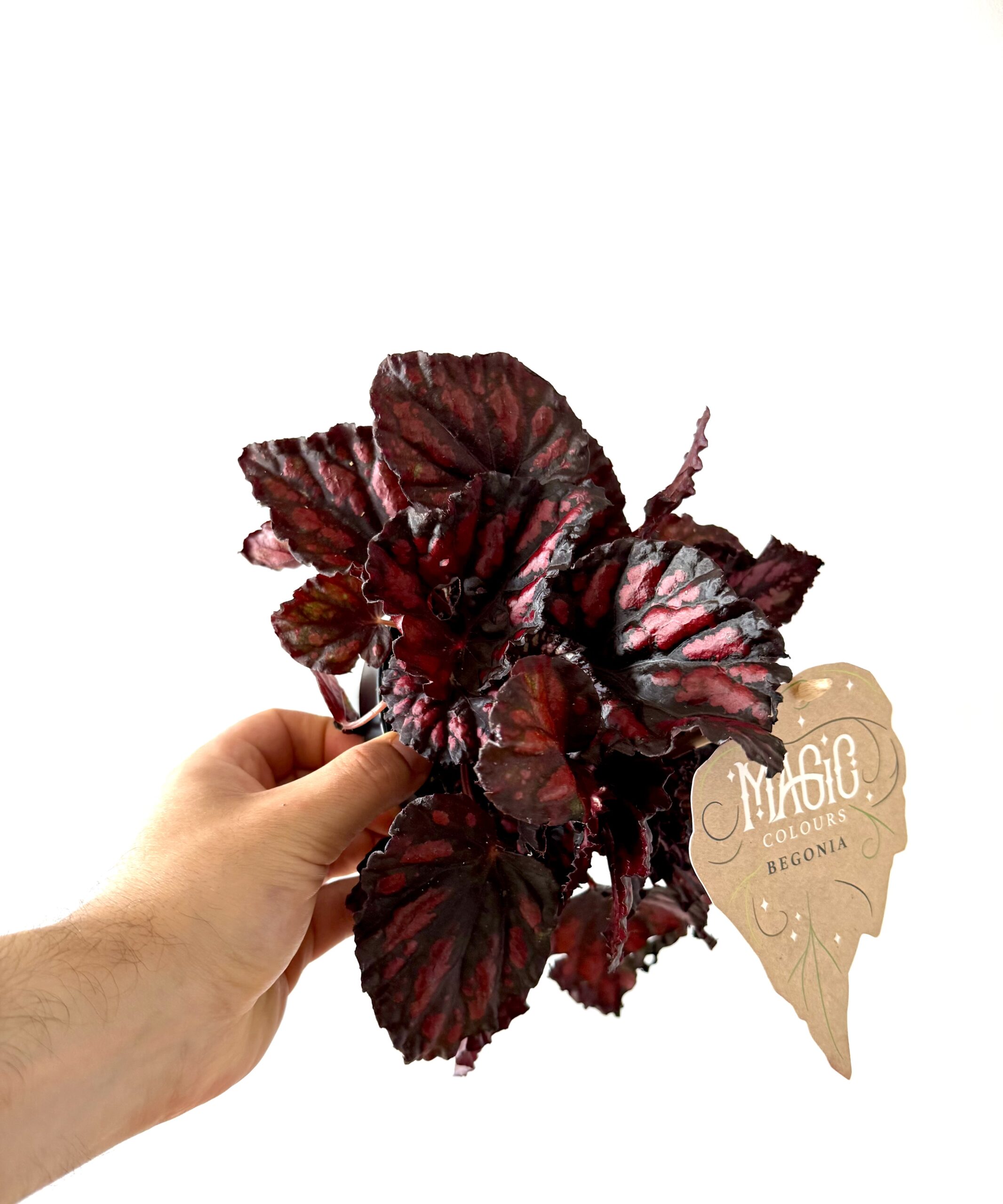 Begonia Etna