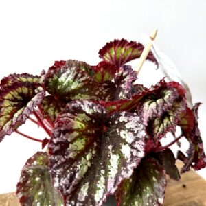 Begonia Fireworks