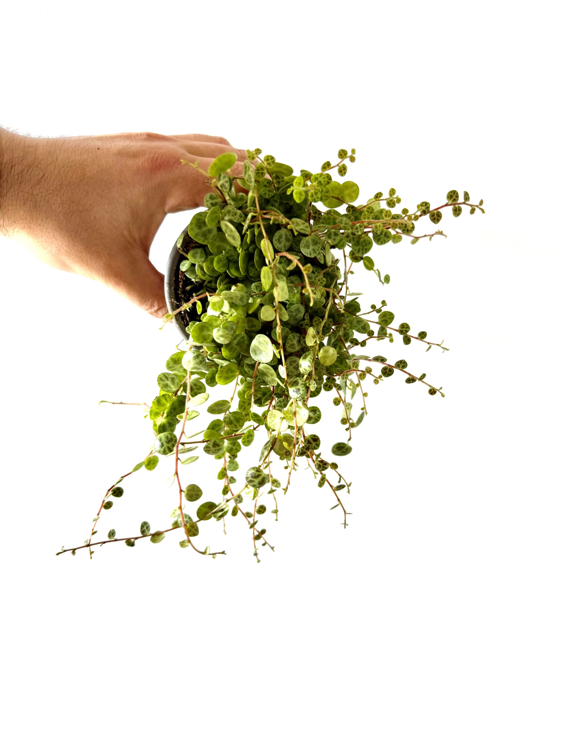 Peperomia prostrata - Imagen 2