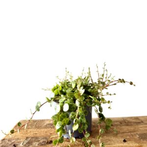 Peperomia prostrata