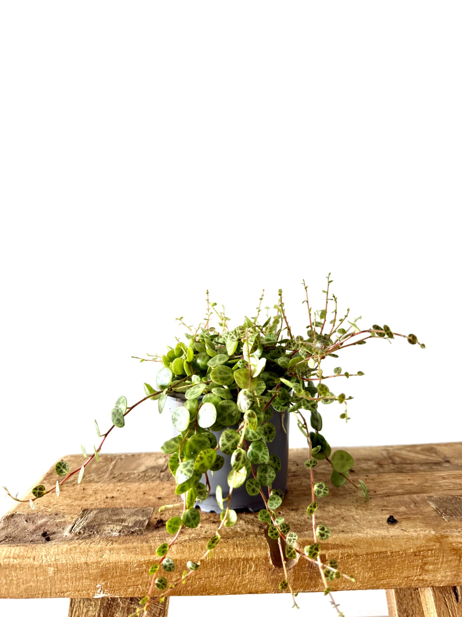 Peperomia prostrata