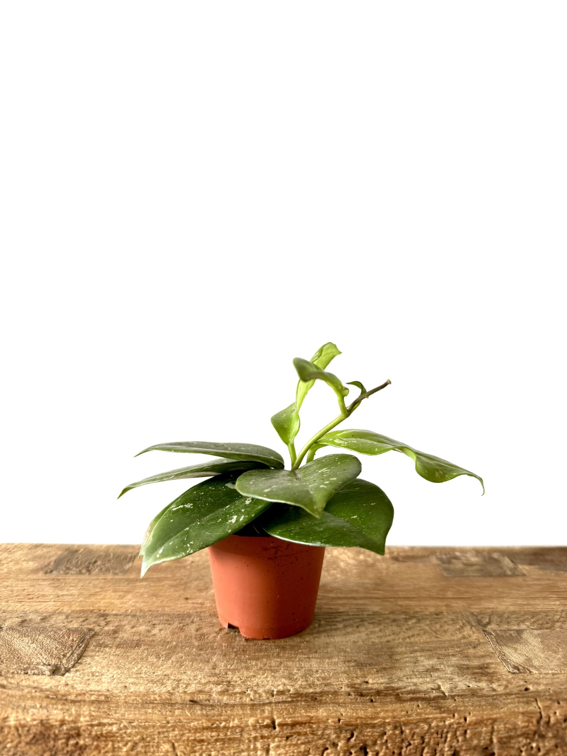 Hoya Carnosa ‘Freckled Splash’ - Imagen 2