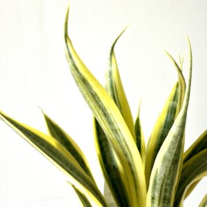 Sansevieria ‘Dorado’