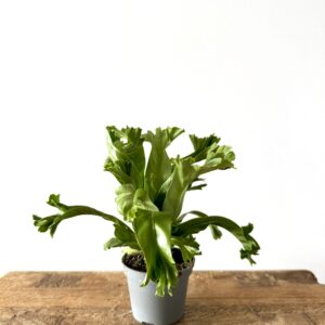 Asplenium nidus