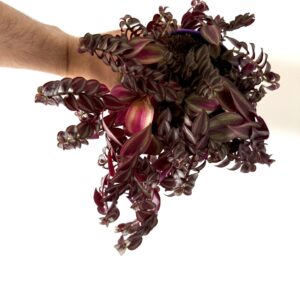 Tradescantia purple passion