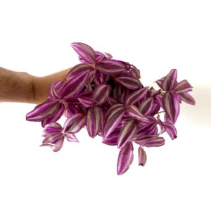 Tradescantia pink paradise
