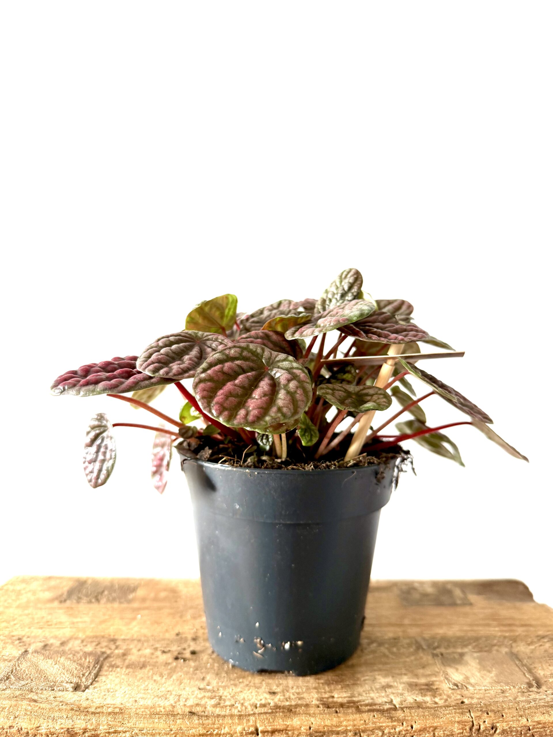 Peperomia Lucinda - Imagen 2