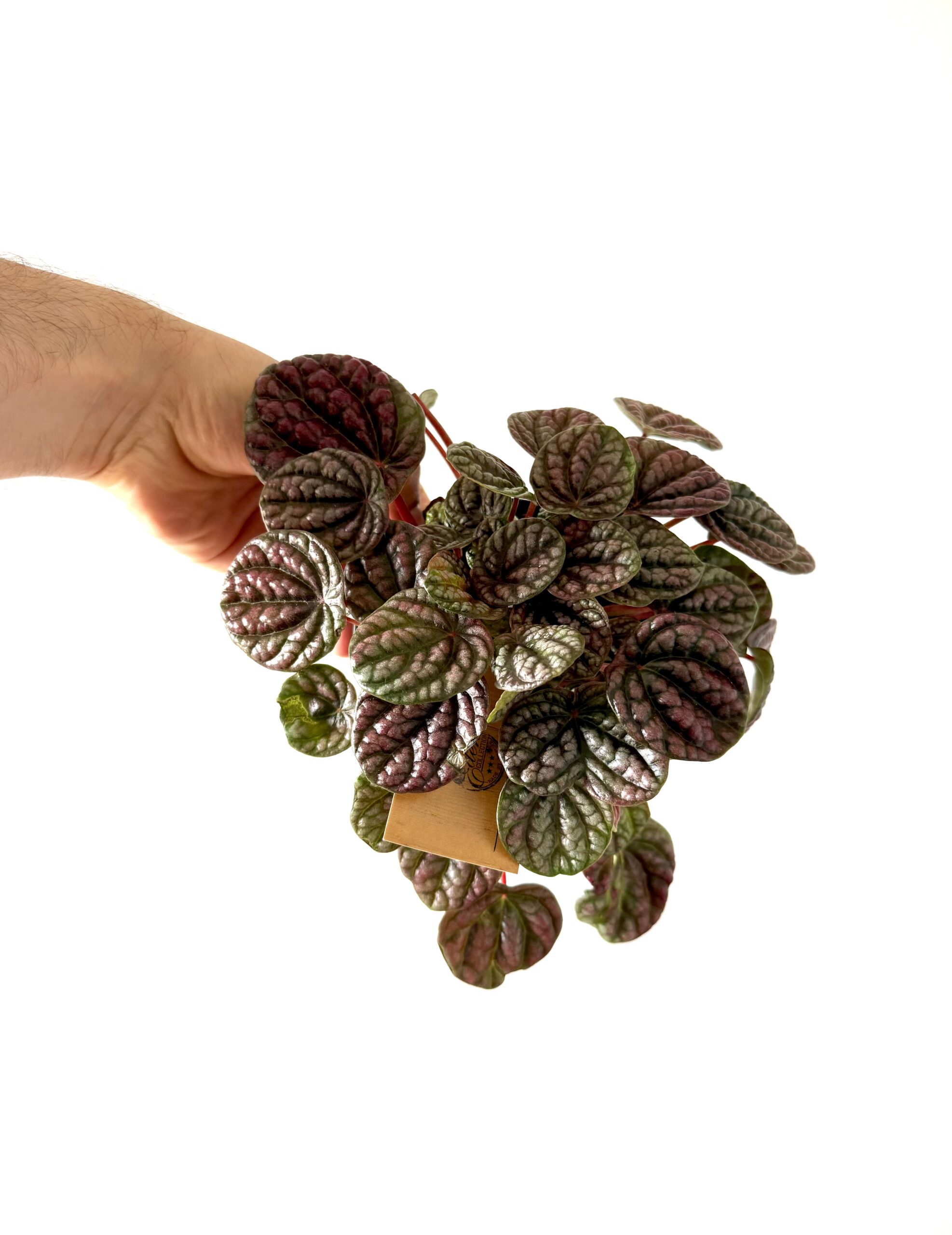 Peperomia Lucinda