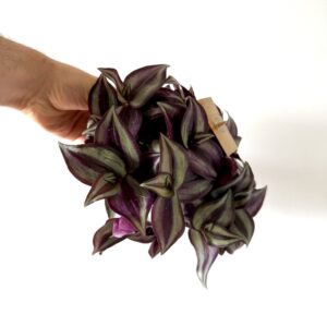 Tradescantia zebrina ‘Purpusii’