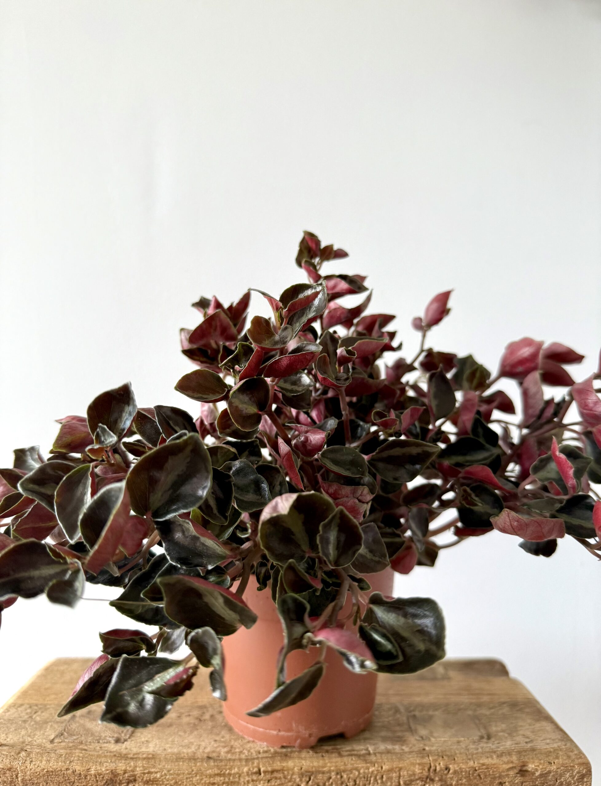 Peperomia Columbiana - Imagen 2