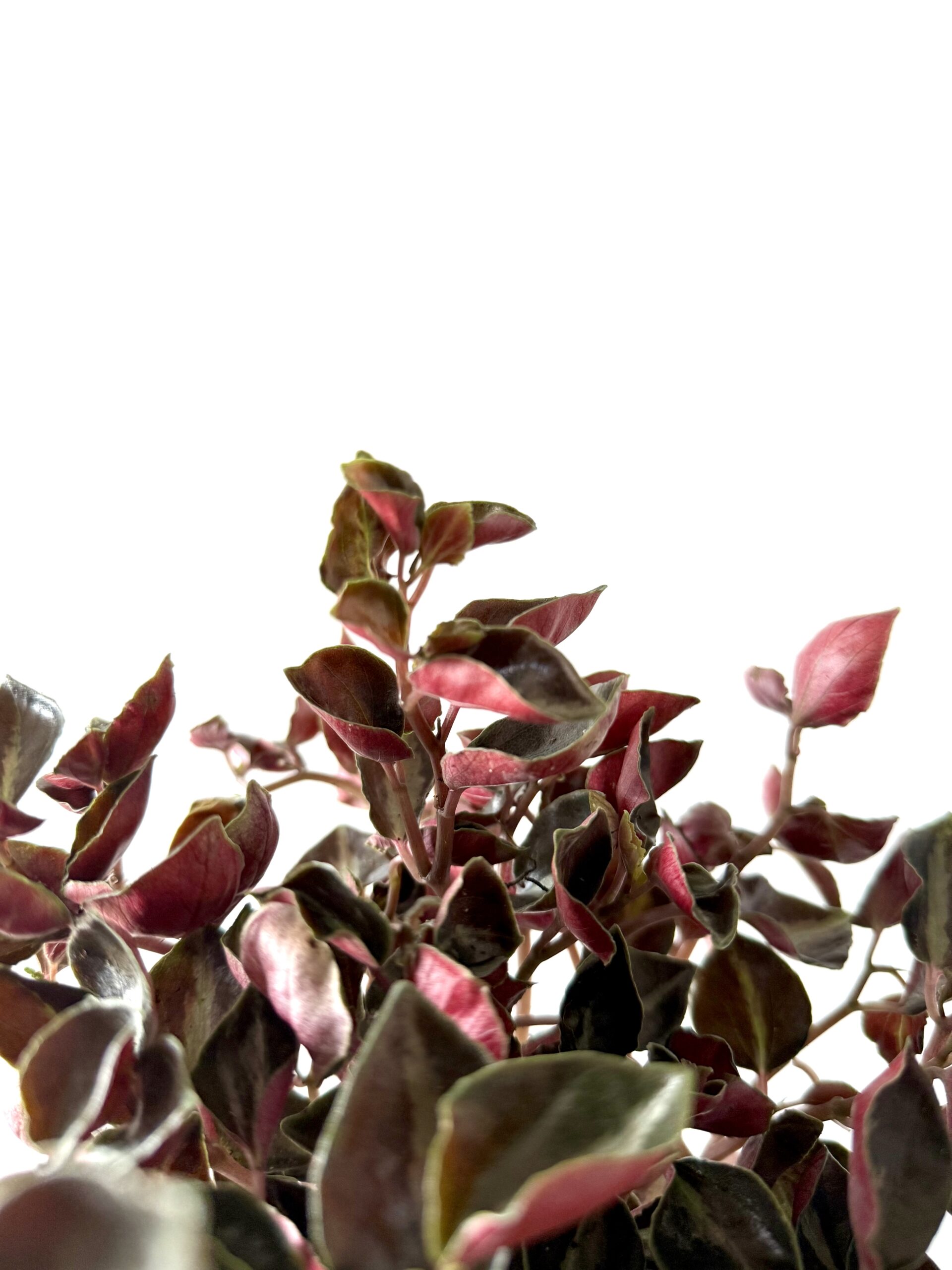 Peperomia Columbiana