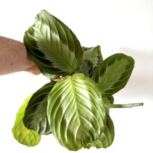 Maranta Silver