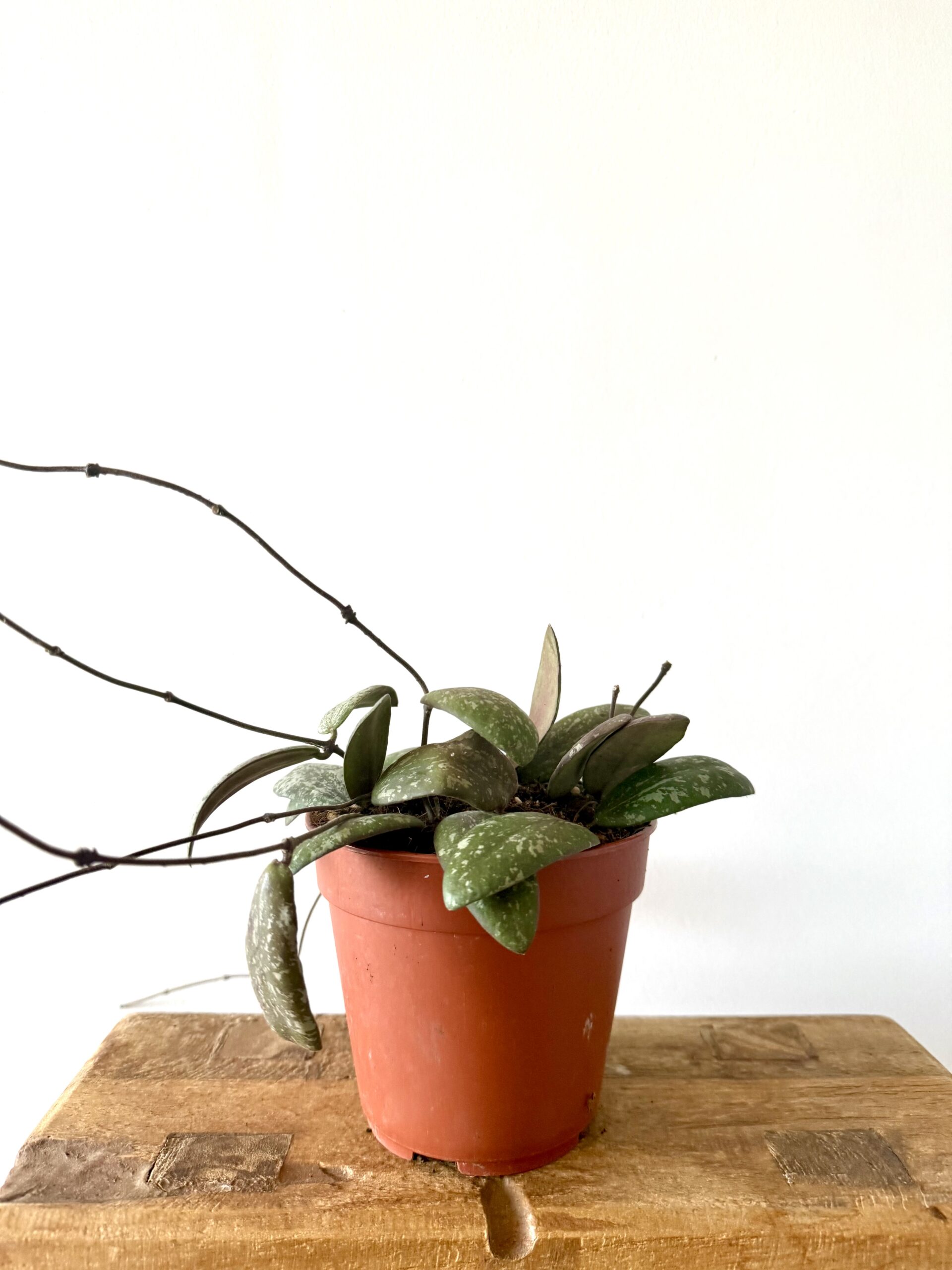 Hoya Sigillatis - Imagen 3
