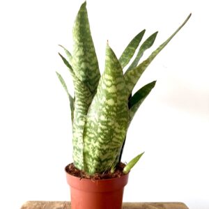 Sansevieria Aubrytiana