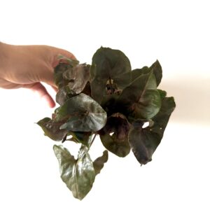 Syngonium Red Maria