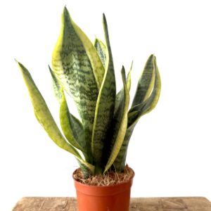 Sansevieria 'Futura Superba'