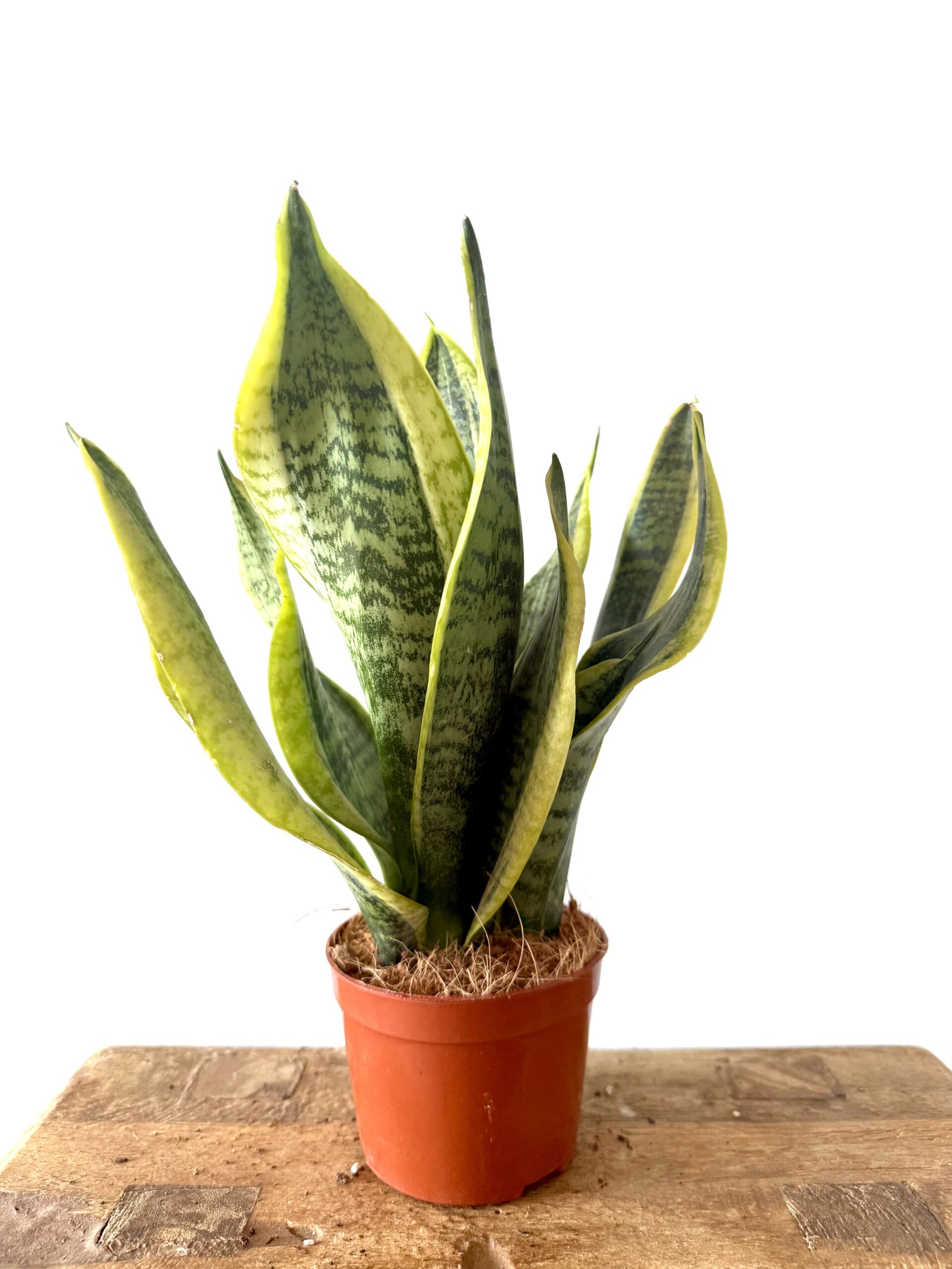 Sansevieria 'Futura Superba'
