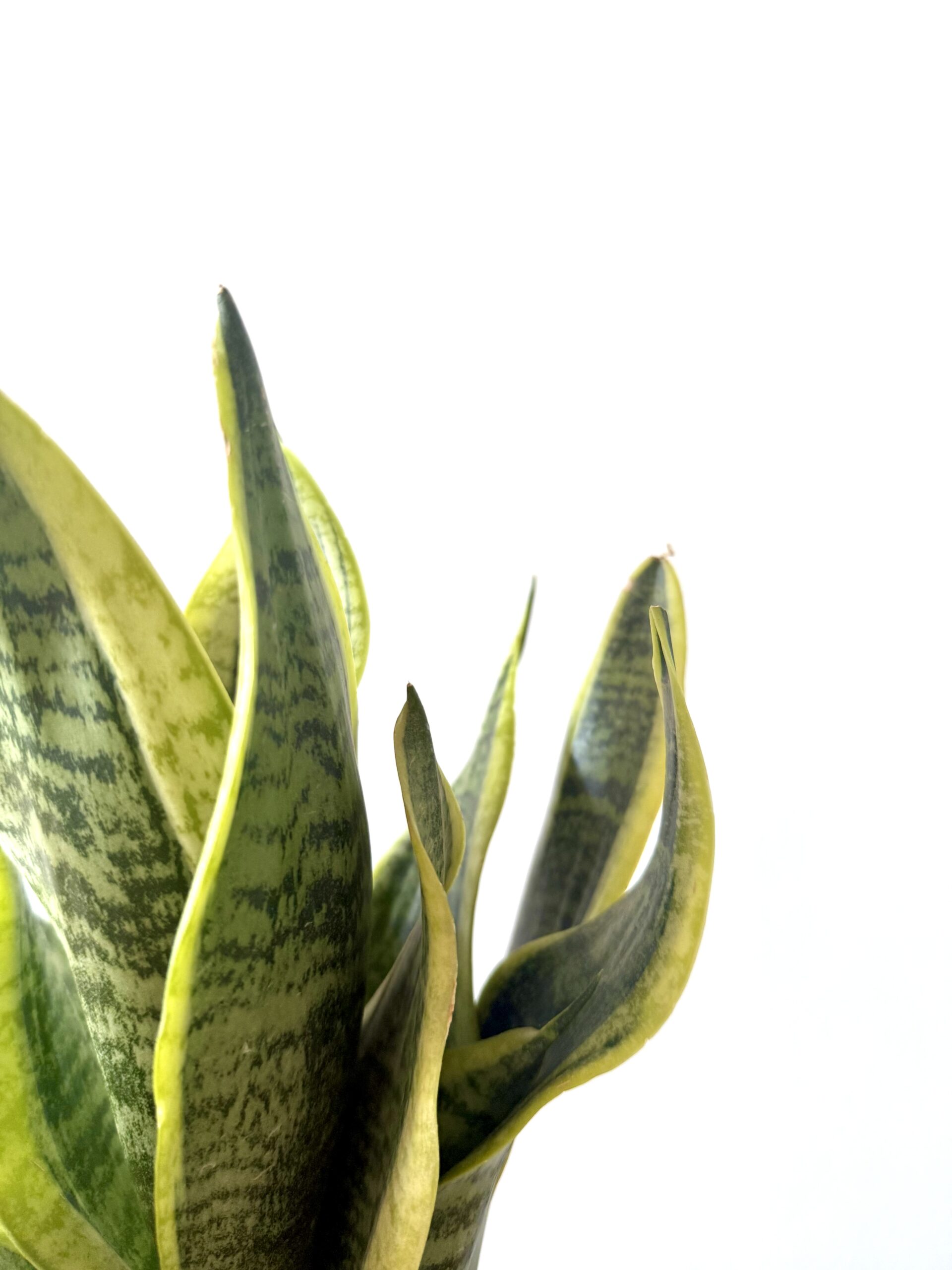 Sansevieria 'Futura Superba' - Imagen 2
